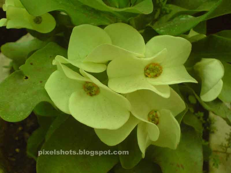 Pista green milii flowers, Euphorbia millii plant hybrid names with