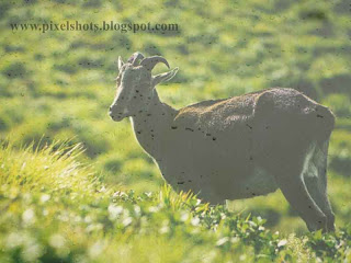 neelgiri tahr an extincted species of animals conserved in munnar hills,extincted-animals-of-kerala,munnar-hill-goats