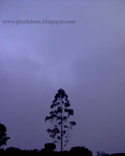 Munnar Dense Mist,Kerala hill station Photos tree in the mist a romantic picture taken with cell phone camera,dense-mist-in-munnar,kerala-hill-station-photos,snaps-from-munnar-rajamala