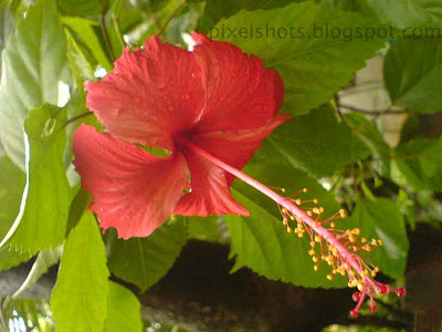 red flower hibiscus,shoe flowers from kerala,common-kerala-flowers,chembarathy-poovu,closeup photograph of hibiscus flower in the garden plant