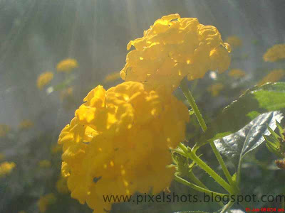 fresh flowers of kerala,twin yellow flowers fresh flowers bouquets,common flowers of kerala,yellow-flowers,flowers-in-morning-sunlight,fresh-yellow-flowers,south-indian-flowers,lens-flare-flower-photos