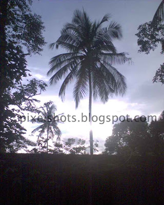 coconut trees image with bright horizon as background