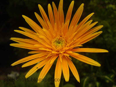 "A closeup shot of the yellow flower beauty".