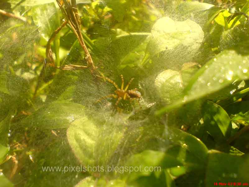 [spider+and+web.jpg]