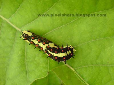 multicoloured cute butterfly larvae closeup photograph from a plant leaf in home garden,plant eater,vibrant colored garden insect,caterpillar macro,mobile phone macro photos