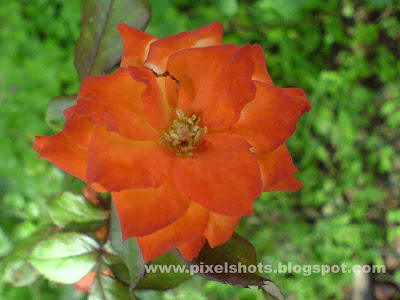 red roses closeup photograph from home garden plants taken using mobile phone camera