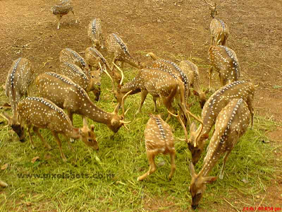 spotted deers photograph from the old palace deers park in india kerala