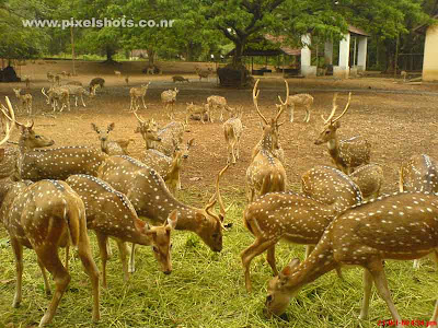 spotted deers in the hill palace deer park photograph taken from the old palace of rajas of cochin in kerala