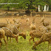 Photos of  Hillpalace-an old palace in kerala, spotted deers from Palace deer park,palace garden etc taken with SonyEricsson W810