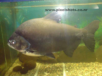 piranha fish closeup photograph,big piranha flesh eater fish in aquarium fish tank,african deadly fish piranha