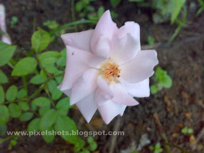 white rose flowers pictures. quot;The white Rose flower.