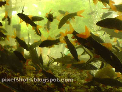 red tailed silver sharks photographed from aquarium,silver shark,hyper active aquarium fishes,fresh-water-aquarium-fishes