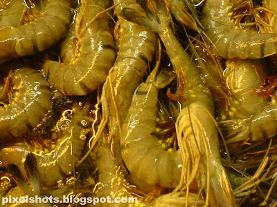 shrimps or prawns in fish market fort cochin kerala,prawn photographs from fish market,sea food in kerala markets,fresh prawns,chemeen,konchu