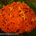 Thetty or Chethy red flower bunches,Medicinal Flowers of Kerala, Ixora Red Flowers