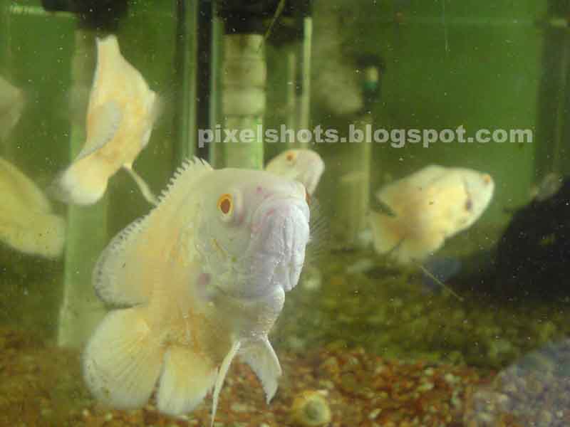 aquarium fishes images. Aquarium Fishes, pink Oscars