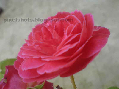 reddish pink rose,mobile phone macro photography,sony ericsson camera macros,pink rose kerala