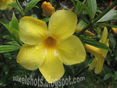 cute-yellow-flowers,allamanda-garden-flower,medicinal-flowers,tropical-garden-plants,easy-flowering-plants,all-season-flowers,kerala-garden-plants