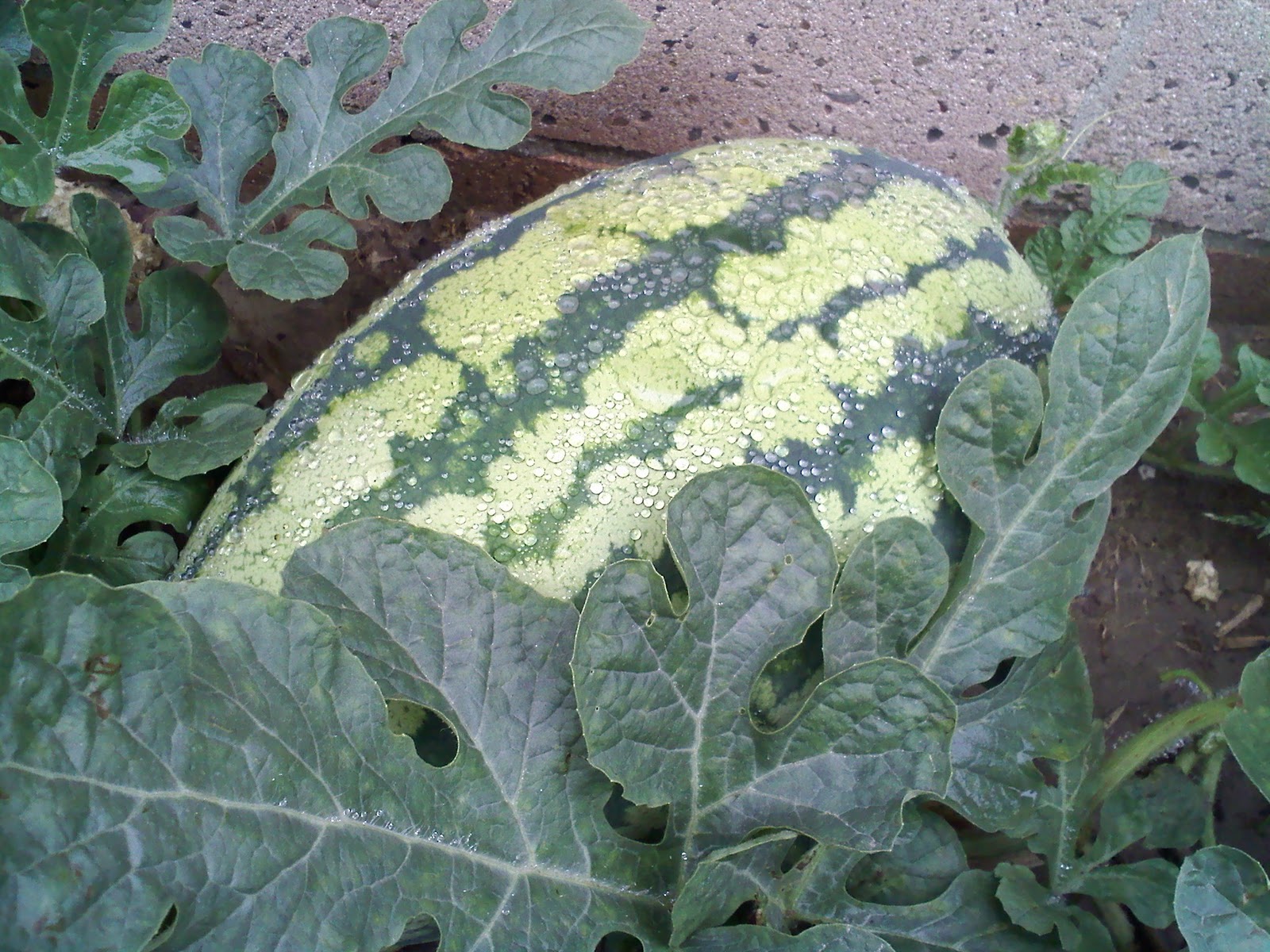 Plant Profiles Rattlesnake Watermelon