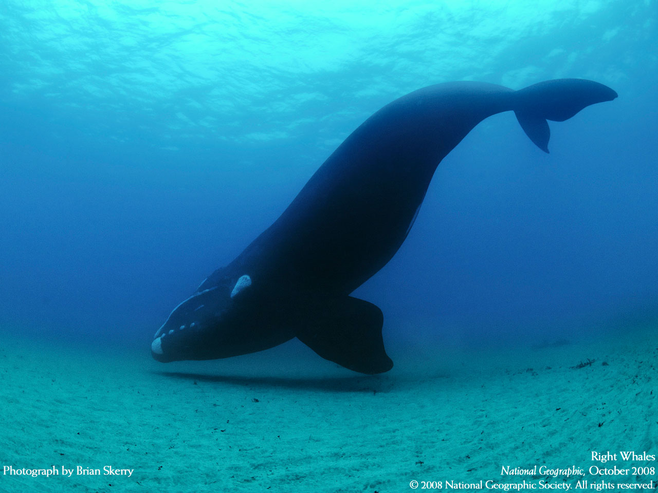 Canadian Whale