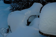 The Garden Chairs..