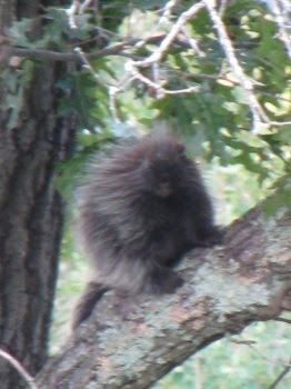 Critter Alert!