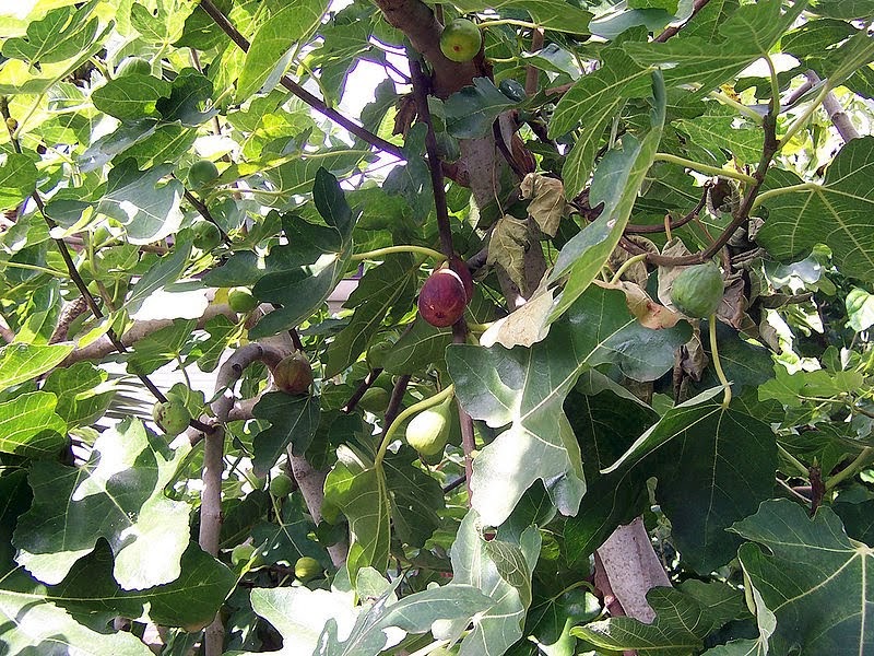 I Love To Tell The Story The Withered Fig Tree