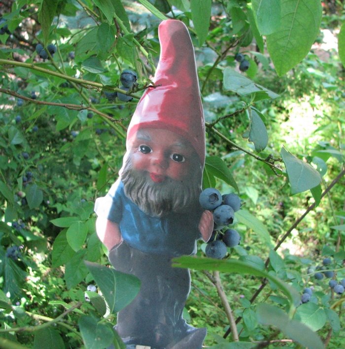 [Gnome+with+Blueberries.JPG]