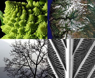 Self Similar Fractals