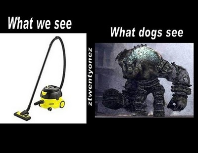 What Color Can Dog With Cataracts See Best What Color Can Dog With Cataracts See Best