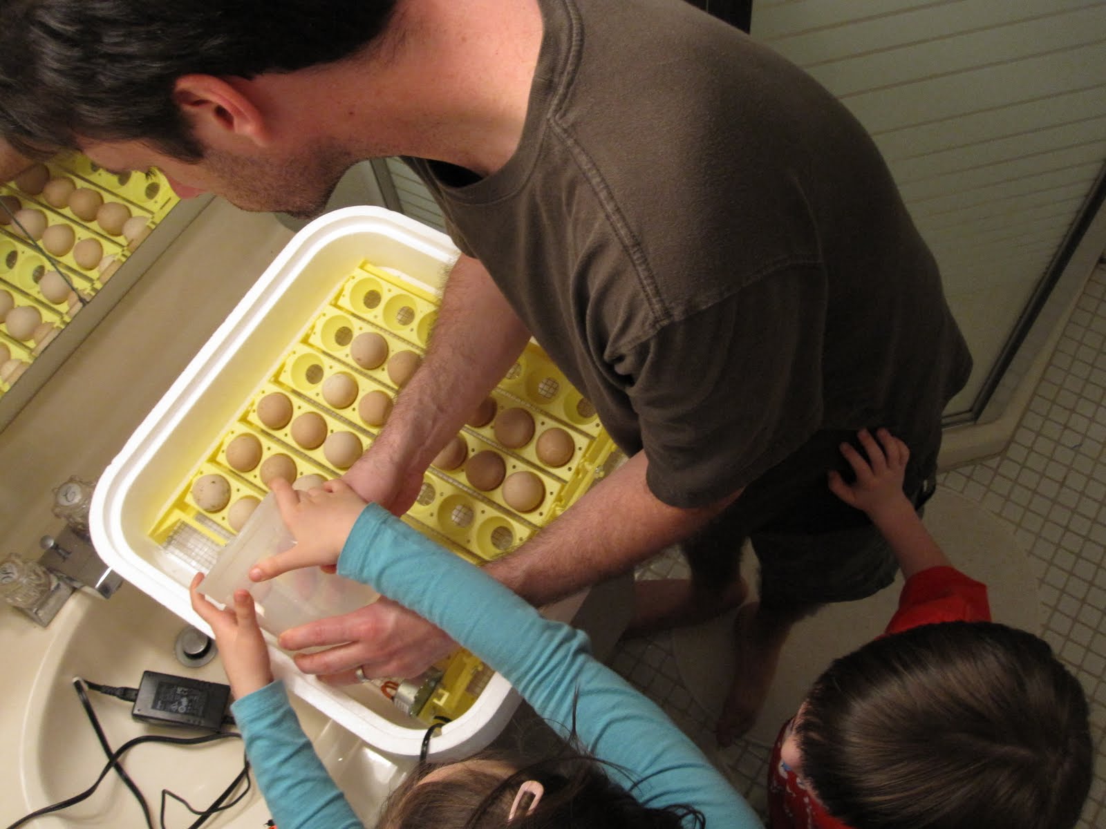 Guinea Alert! Candling the eggs, Day 4