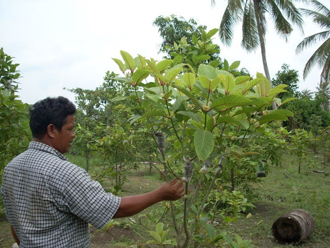 Ladang Ketum