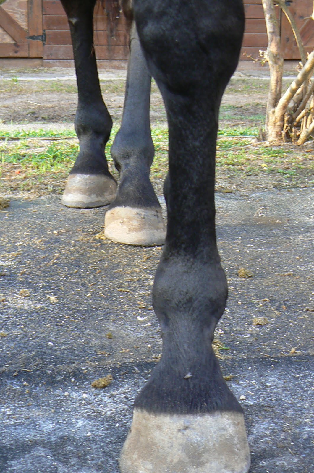 Splint In Horses