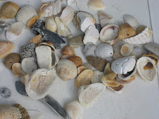 Seashells From The Seashore