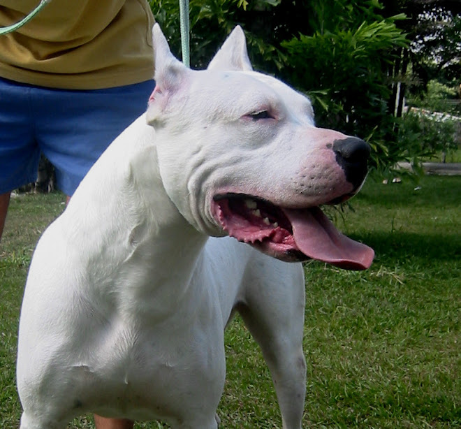 PARENA II (Campeona y Gran Campeona Brasilera)