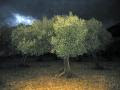 Sifnos olives at dawn.