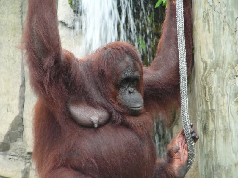 or Orangutan Titties...fuck this are more her deal right here...enjoy CHZBR...