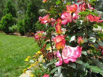 One of My Roses
