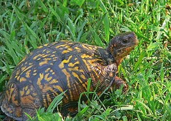 [devboxturtle.jpg]