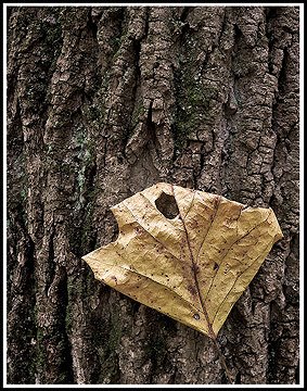 [devleafonbark5.jpg]
