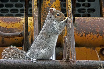 [devsquirrelloader2.jpg]