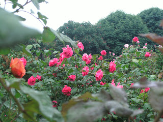 Roses in the Volksgarten