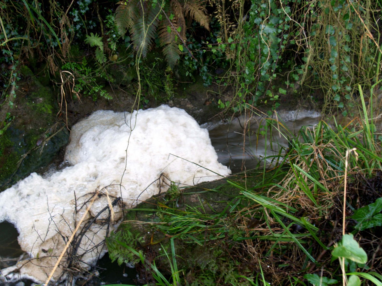 [ribeira+poluida.JPG]