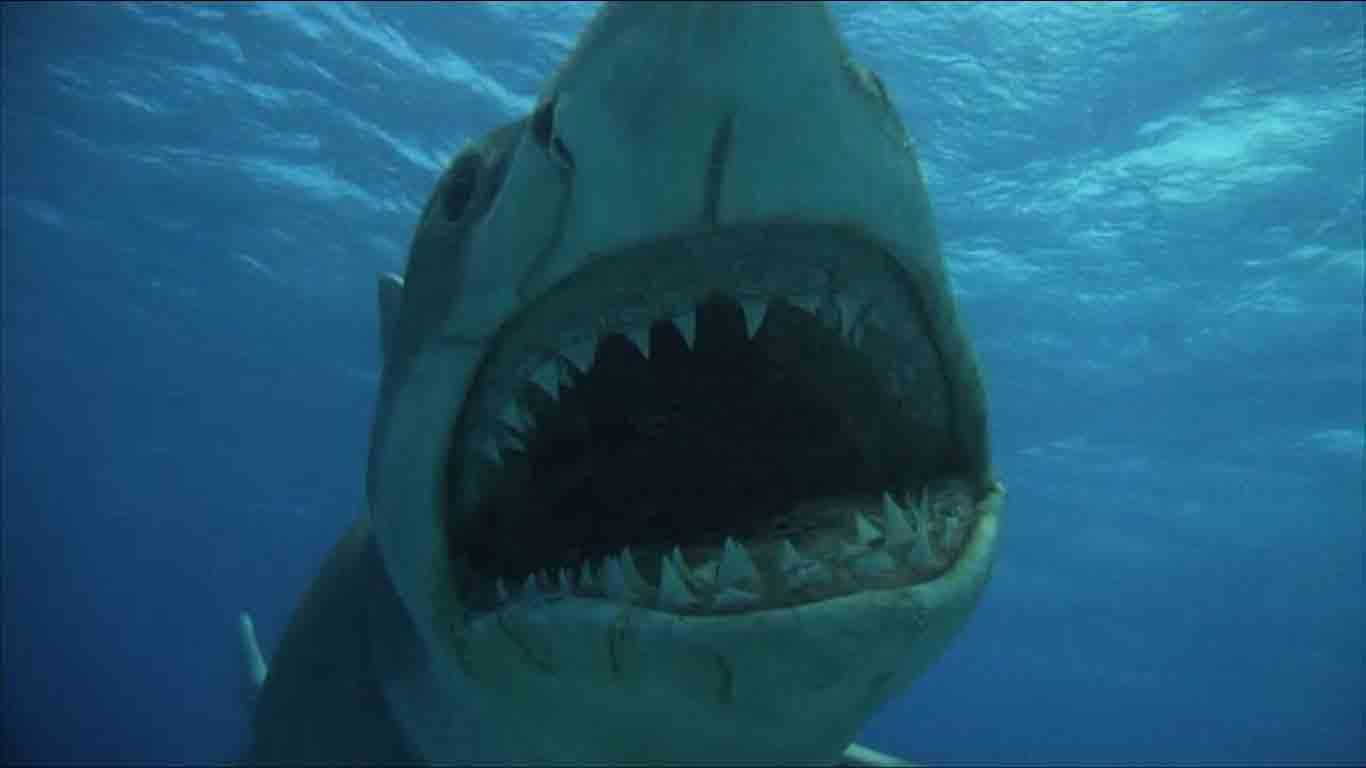 wacthingcrew: Jaws, No. 4 - Jaws: The Revenge (1988)