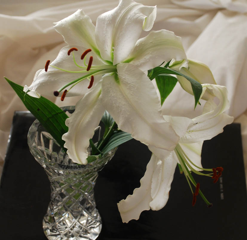 garden delights TODAY'S FLOWERS Wilted!