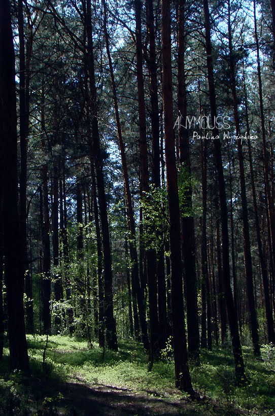 [DSC06564+copy.jpg]