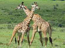 Les dames Girafes en Tanzanie