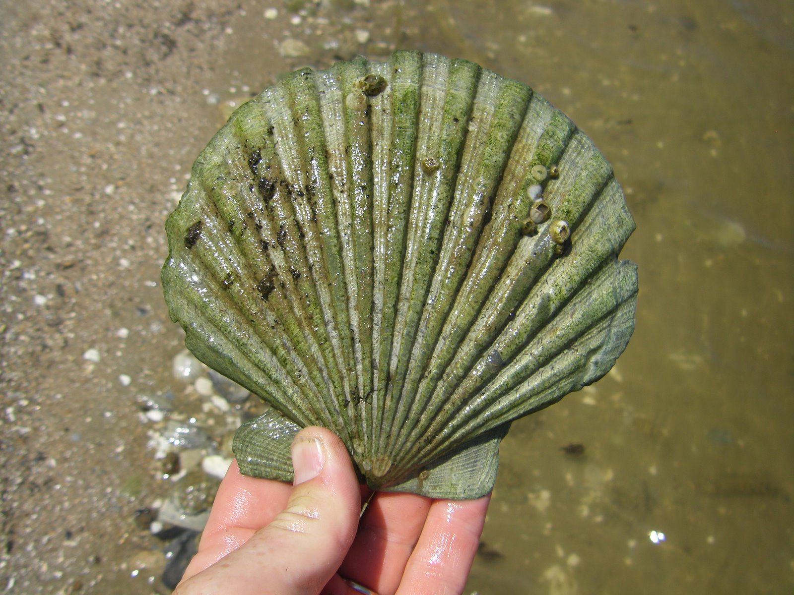 [16CP+Shell.JPG]