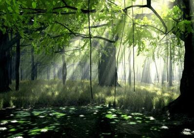 luz en bosque verde