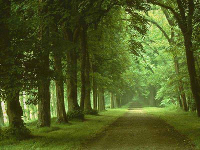 soledad del camino del bosque