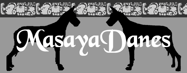 Masaya Great Danes